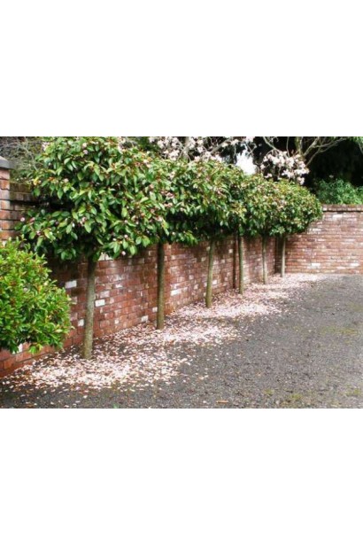 Магнолія левіфолія Gail`s Favourite фото